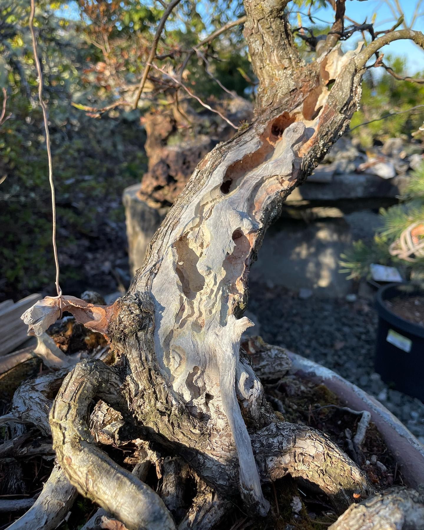 Close-up of a twisted bonsai tree trunk in a pot, with exposed roots and rough bark in sunlight
