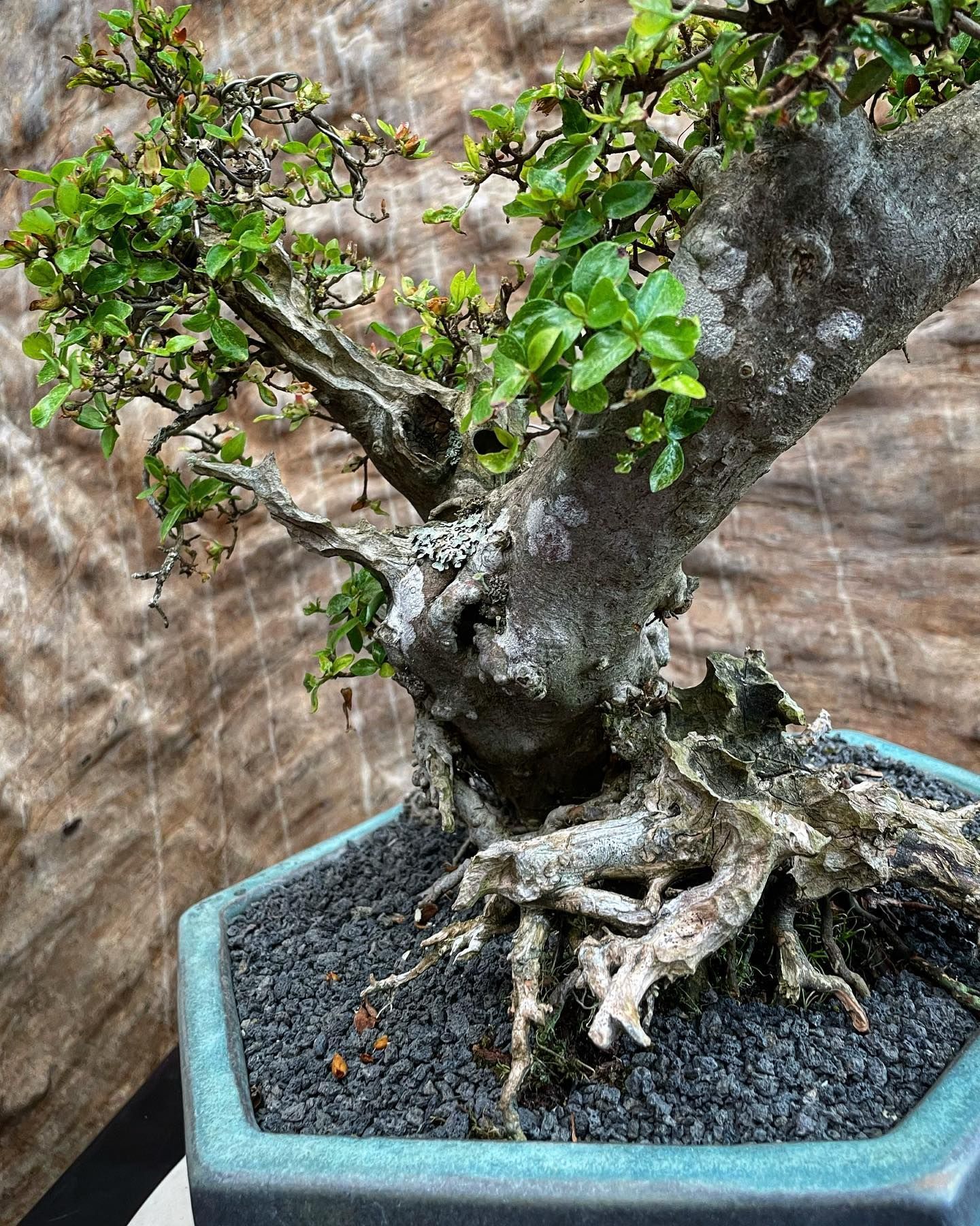 Potted bonsai tree with gnarled roots and green leaves against a rocky background