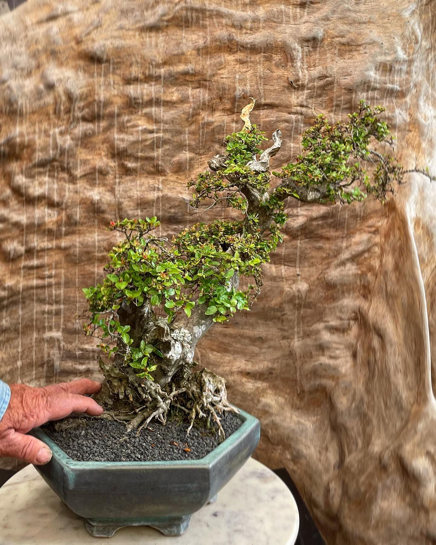 Small bonsai tree in a teal pot, held by a hand against a tan textured backdrop.