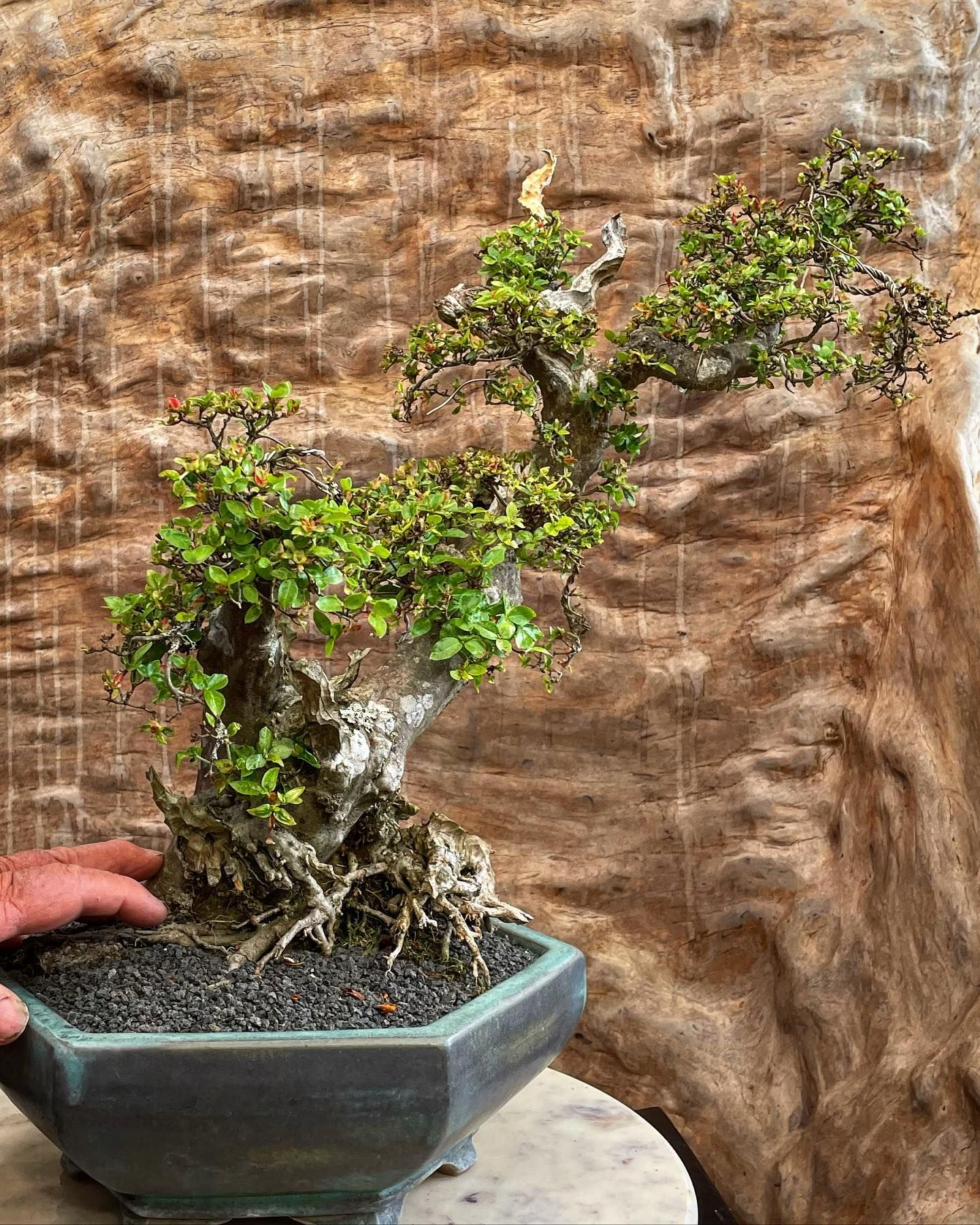 Potted bonsai tree with green leaves in a blue ceramic bowl, against a textured tan backdrop