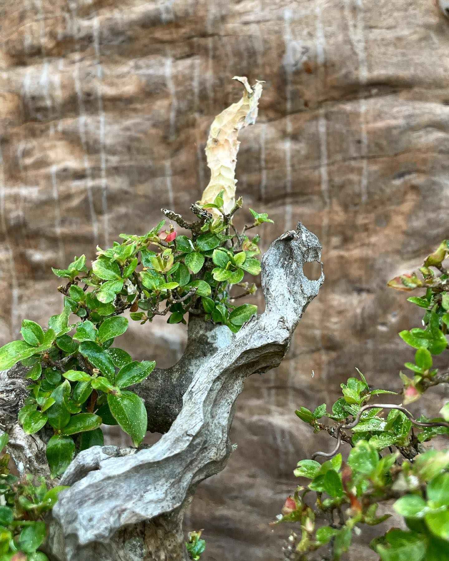 Twisted bonsai-like tree with green leaves and pale bark against a blurred rocky background