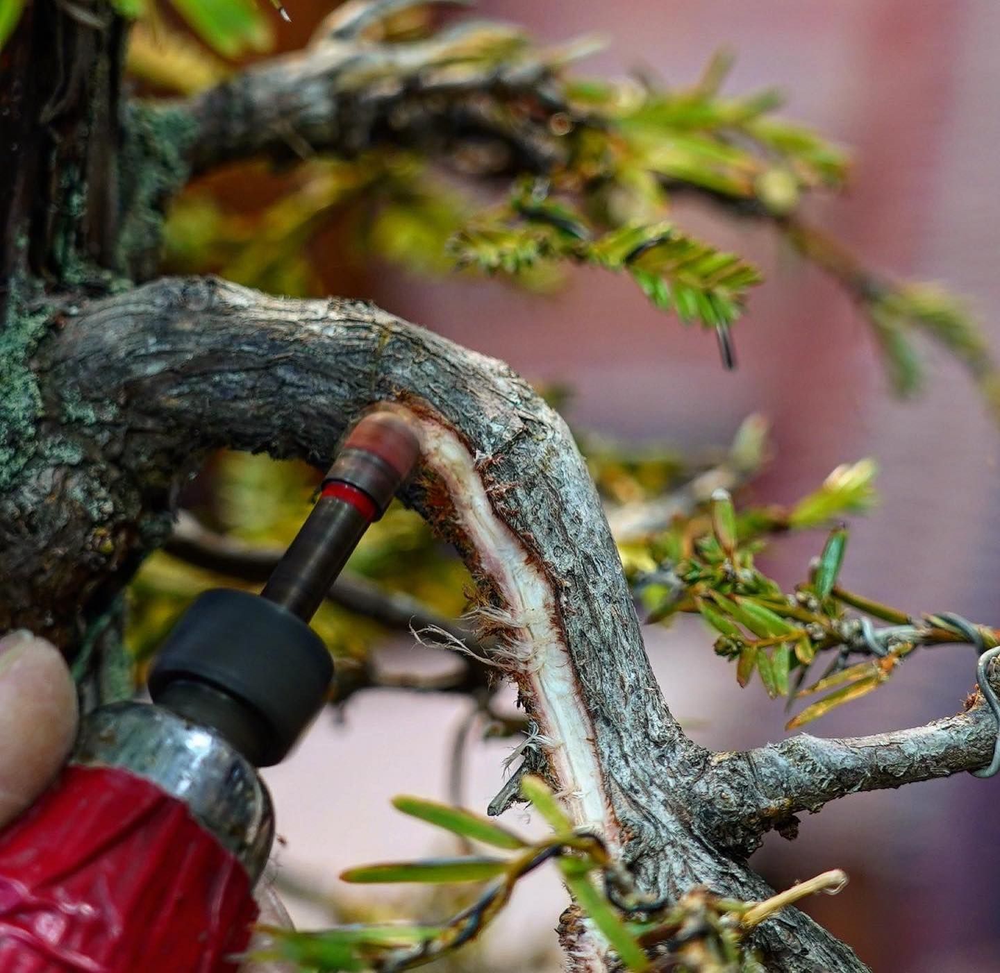 Hand using a rotary tool to carve a curved bonsai branch