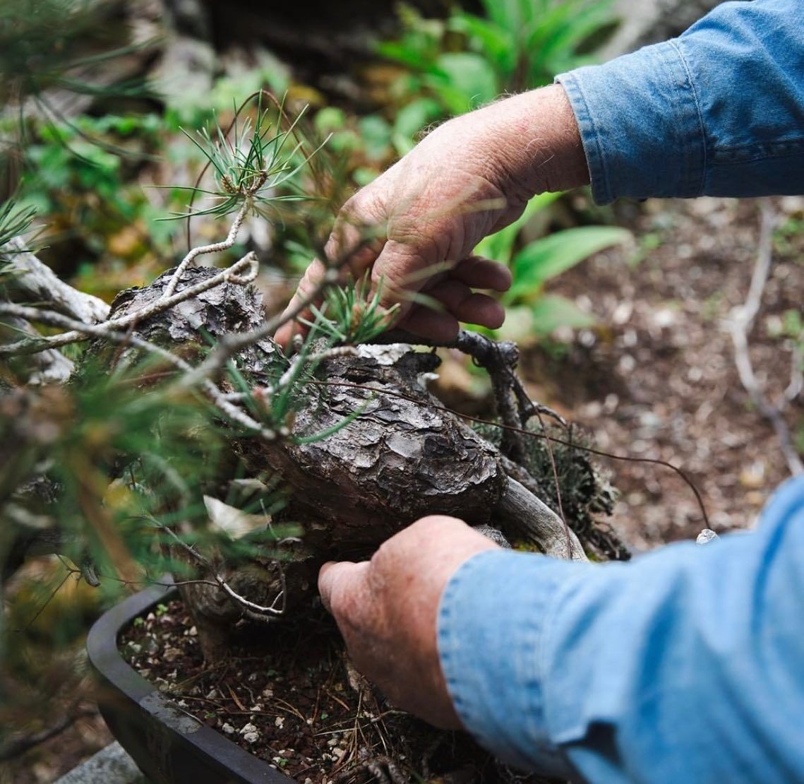 Hands shaping a bonsai tree in a pot outdoors, with blue sleeves visible