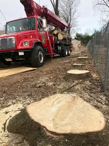 Red tree-trimming truck near a fence and several freshly cut tree stumps. Logs in truck bed. Outdoors.