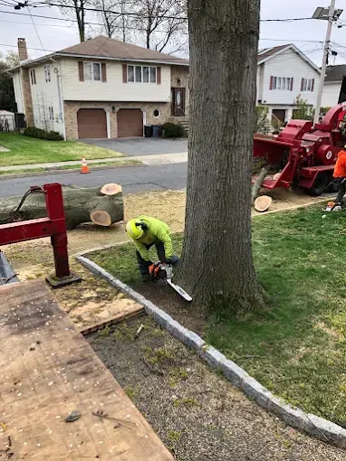 Arborist using a chainsaw to cut down a tree on a residential street. A wood chipper is visible nearby.