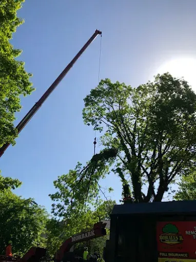 Crane lifting a large tree branch in front of a blue sky.