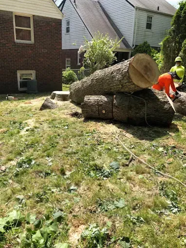 Logs on a grassy lawn; two workers in safety gear are cutting a large tree trunk near a brick house.