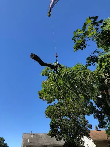 Crane lifting a tree branch against a clear blue sky. Houses in the background.