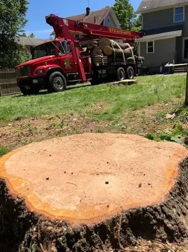 A large tree stump in a yard with a red truck holding logs in the background.