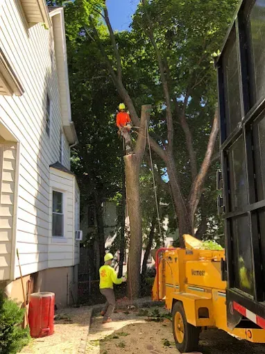 Tree removal: arborist in orange suit atop tree, ground worker, yellow chipper, truck, house.
