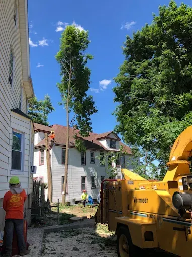 Tree removal in progress between buildings; crew in orange vests, chipper in use, sunny day.