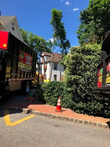 Tree removal in progress between two trucks; cone sits on brick path.