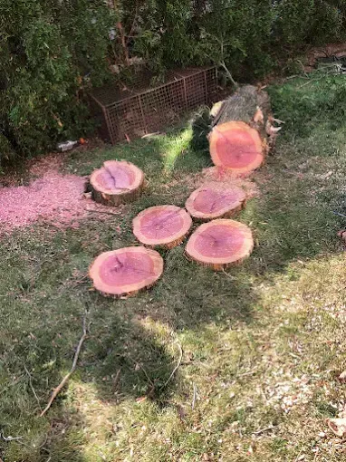 Sawn tree trunk sections and sawdust on grass, next to a larger log, with a wire enclosure in background.
