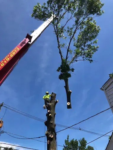 Tree being cut down by a crane, worker in a hard hat, against a blue sky.