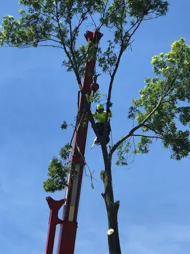 Arborist in a tree, working with a red lift against a blue sky.