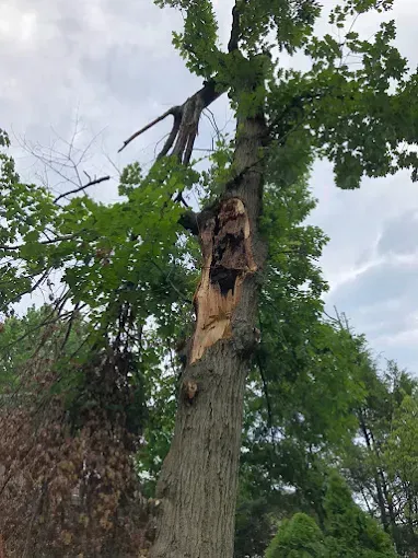 Tall tree with a large hollowed-out section in its trunk and broken branches. Green foliage, cloudy sky.