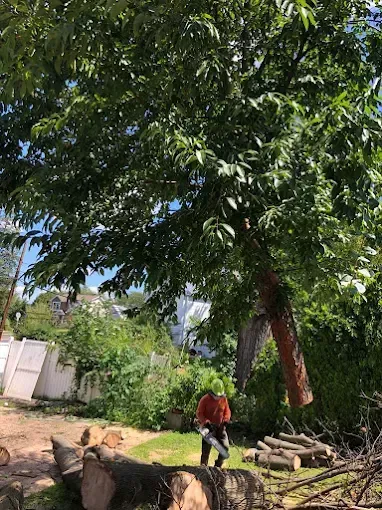 Arborist cutting a tree trunk. Person in protective gear sawing near fallen logs and a leafy tree.