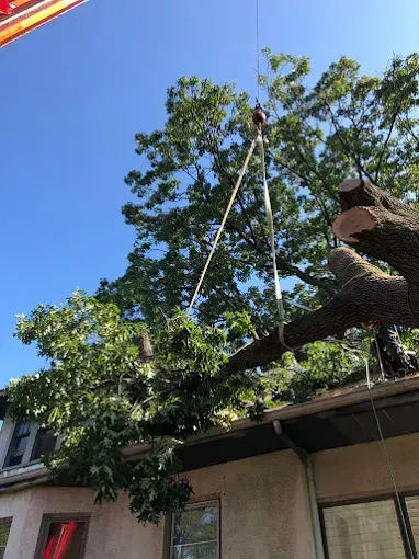 A tree branch being lifted by a crane away from a building with a blue sky background.