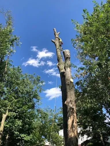 A tall, partially-cut tree trunk against a blue sky with fluffy white clouds, surrounded by green trees.