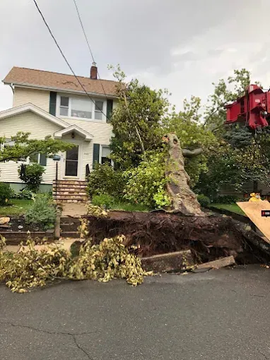 Fallen tree next to a house, uprooted, blocking the road. Power lines and a crane are present.