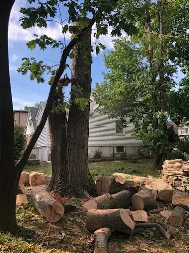 Tree being cut down, logs on ground. A person is using a chainsaw on a large tree trunk, in a yard.