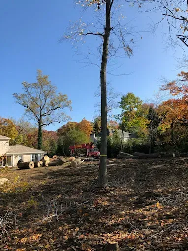 Clearing a lot. Tree trunk in center, felled logs on ground, autumn foliage.
