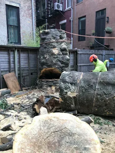 Person in safety gear cutting a large tree trunk in an urban backyard.