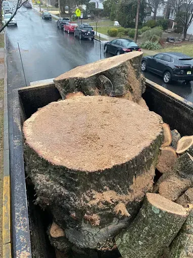 Large tree stumps and wood debris fill a truck bed, street and parked cars in the background.