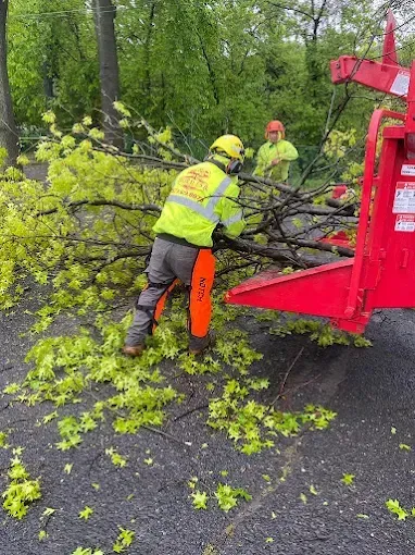Two workers feeding tree branches into a red chipper. Workers wear safety vests and helmets outdoors.