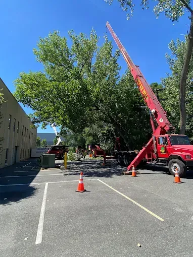 A red tree service truck with an extended arm trims a large tree in a parking lot.