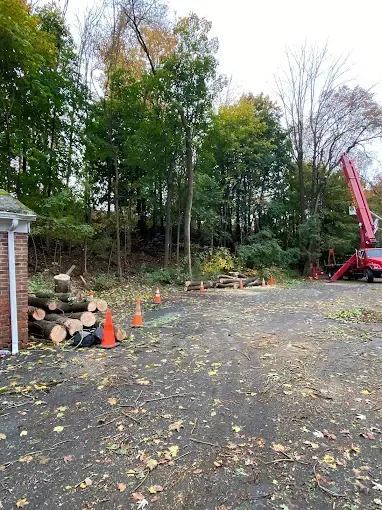 Tree removal scene. Logs and felled branches on the ground. Red lift truck in the background. Autumn leaves.