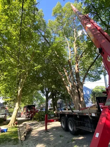 A tree being trimmed by a crane truck on a sunny day.