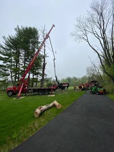 Tree removal: red crane, truck, and wood chipper on a grassy area, asphalt driveway, overcast sky.