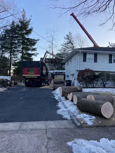 A tree service truck and crane loading logs. Logs lie on the driveway near a light-colored house.