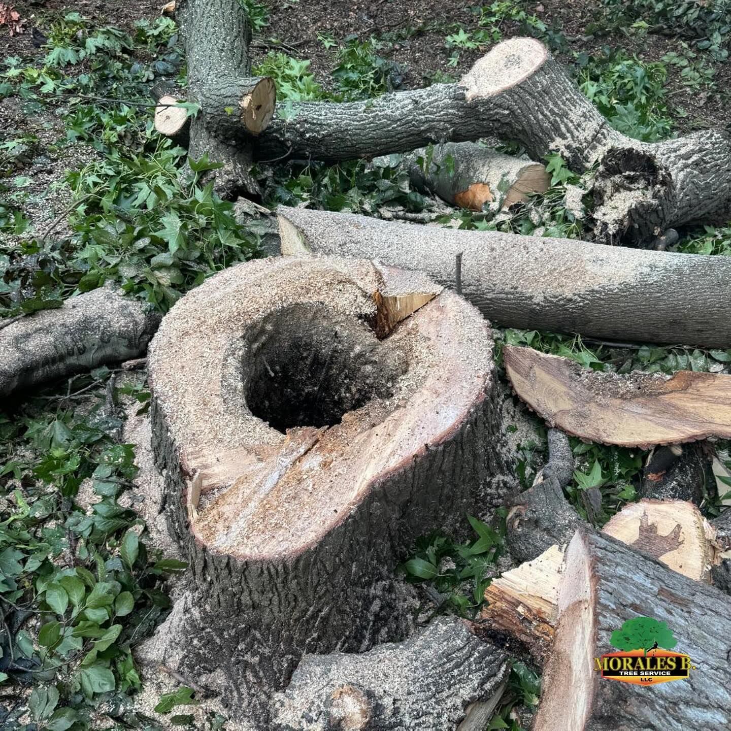 A tree stump with a hollow center surrounded by cut branches and foliage on the ground.