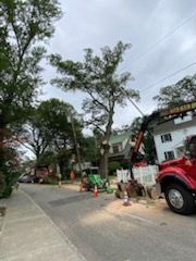 Tree removal in progress on a residential street. A truck with a crane, and a green tractor are present. Overcast sky.