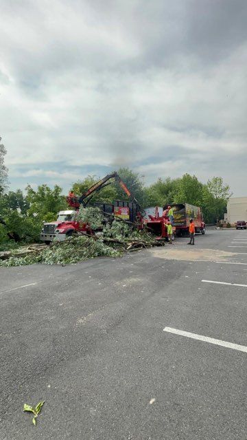 A tree service removing branches from a large tree in a parking lot. Red truck with a crane. Gray sky.