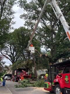Tree trimming crew using a lift bucket to cut branches. Equipment and workers on a suburban street.