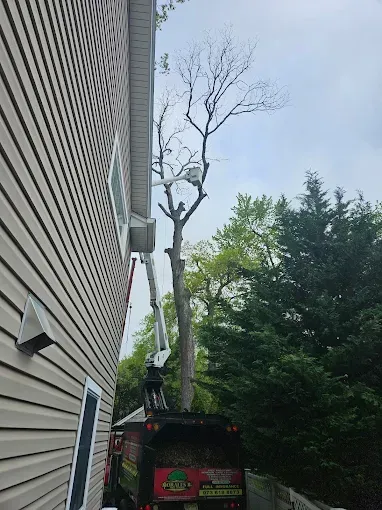 A tree being trimmed by a worker in a truck-mounted lift next to a house with beige siding.