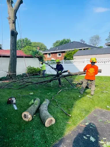Tree service workers cutting and removing tree branches in a residential yard on a sunny day.