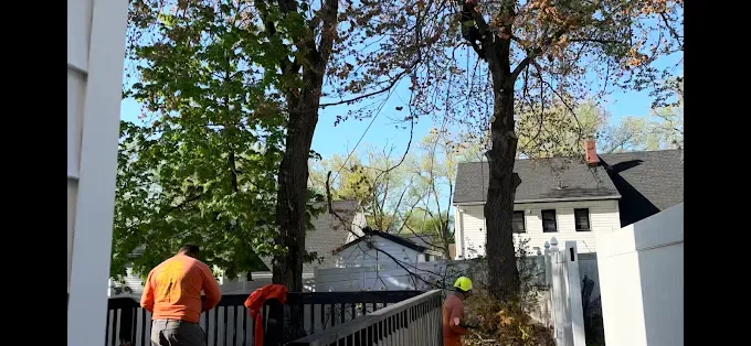 Two workers trimming trees from a wooden deck, with houses and blue sky in the background.