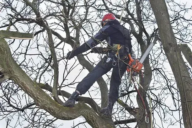 Arborist in a tree, wearing a helmet and safety harness, using a chainsaw.