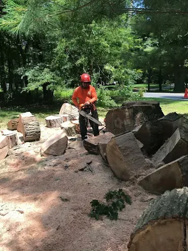 Person in orange shirt uses a chainsaw to cut large logs in a wooded area. Sawdust covers the ground.