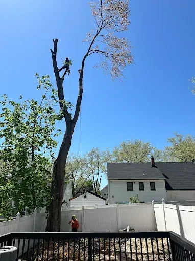 Tree trimmer working on a tall tree in a backyard with a blue sky. Person on the ground.