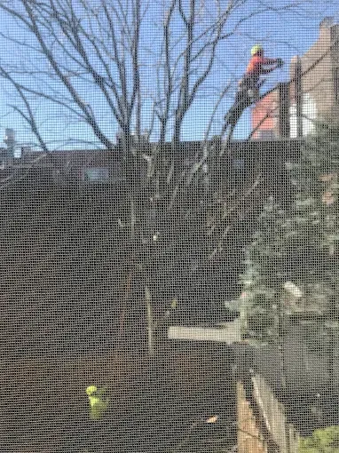 A person in orange safety gear, cutting a tree branch on a rooftop. Screened window.