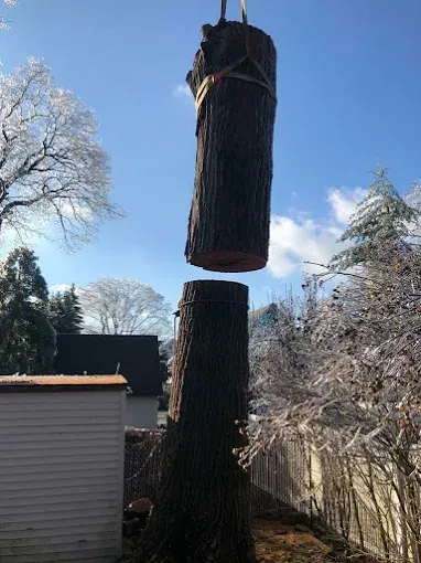 A tree trunk section being lifted by a crane, above a tree stump. Sunny day.