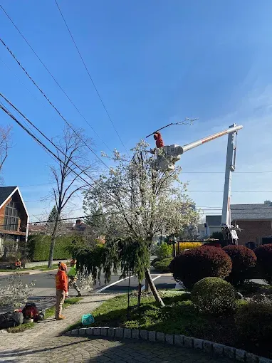 Man in lift trimming tree near power lines; another worker on the ground. Sunny day, residential street.
