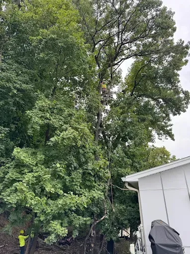 Arborist in a tall tree trimming branches next to a white building. Another worker stands on the ground.