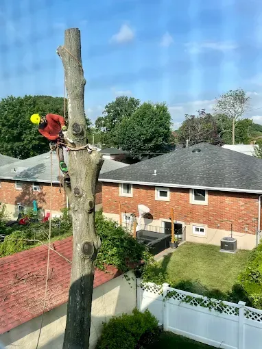 Arborist in safety gear topping a tree in a residential neighborhood on a sunny day.