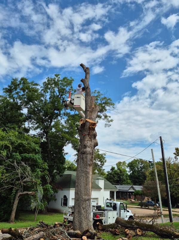 Utility worker in bucket truck trimming a tall tree beside a house under a blue sky.